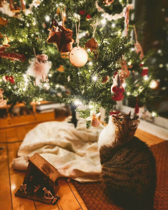 Cat looking up at ornaments on a Christmas tree with soft lighting in a cozy setting, capturing cute funny Christmas animals.