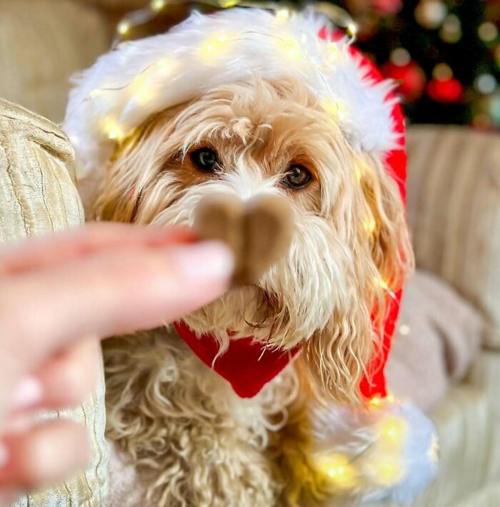 Cute dog in Santa hat focused on a treat, embodying funny Christmas animals cheer.