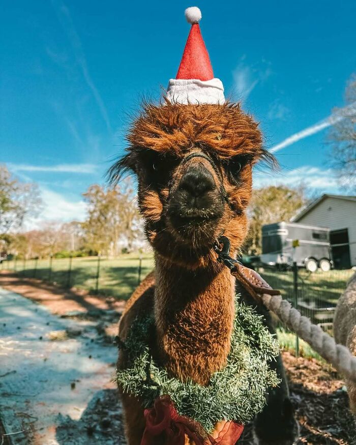 Cute Christmas alpaca wearing a Santa hat and holiday wreath outside on a sunny day.