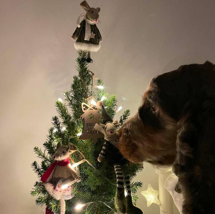 Dog curiously looking at a Christmas tree decorated with cute, funny animal ornaments.