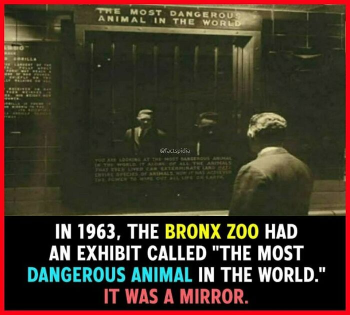 Bronx Zoo exhibit in 1963 labeling a mirror as "the most dangerous animal" in the world, reflecting a man.