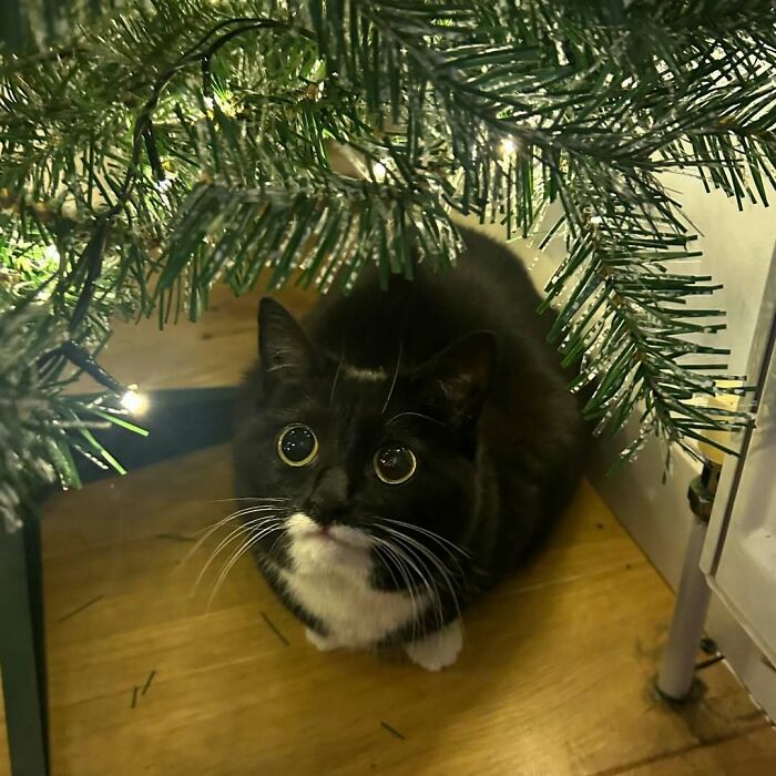 Black and white cat under a Christmas tree looking cute and funny.