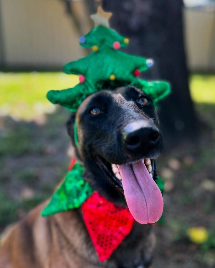 Cute dog with a Christmas tree hat and festive collar, smiling outdoors.