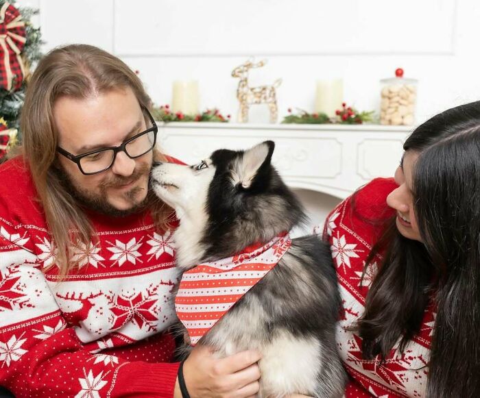 A cute husky in a festive scarf snuggles between two people in Christmas sweaters, capturing a funny Christmas moment.