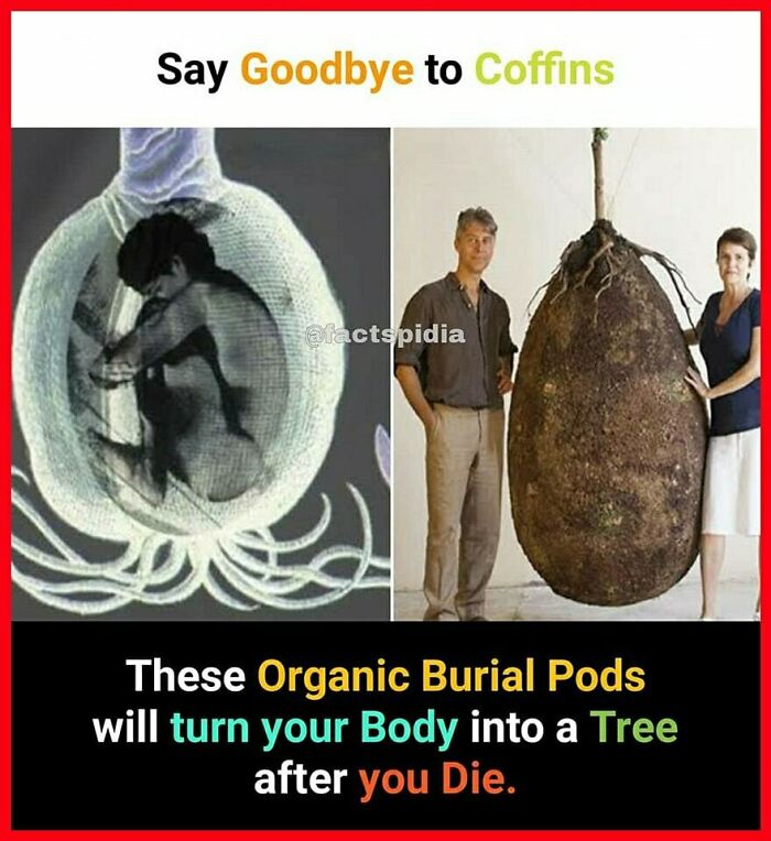 Organic burial pods transforming bodies into trees, featuring a conceptual design and two people beside a large pod.