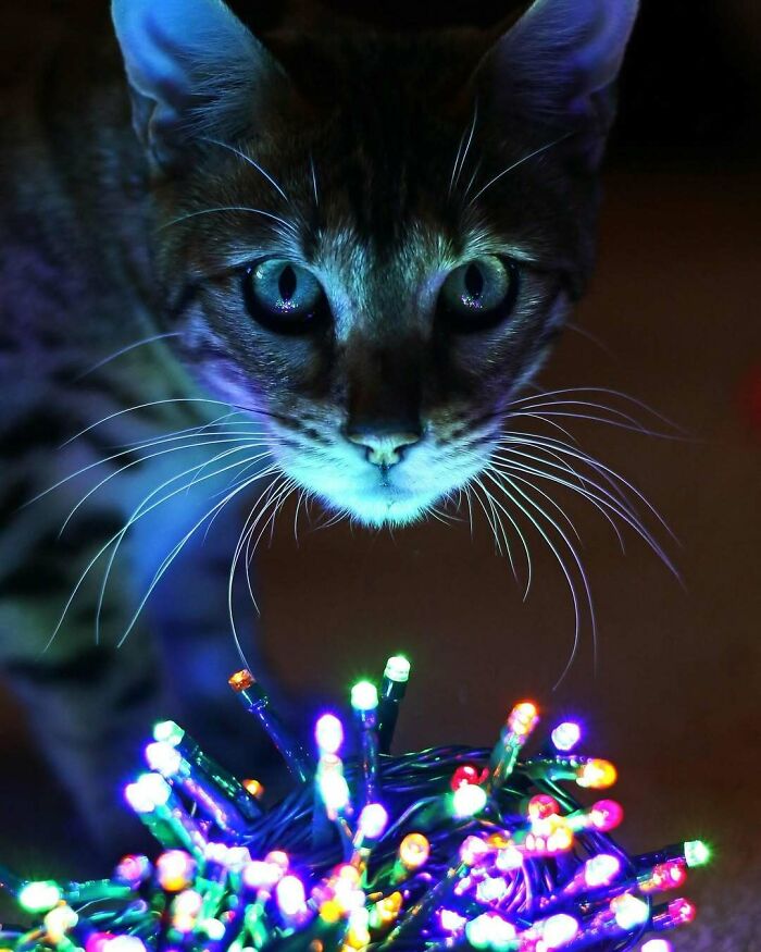 Cute cat playing with colorful Christmas lights.