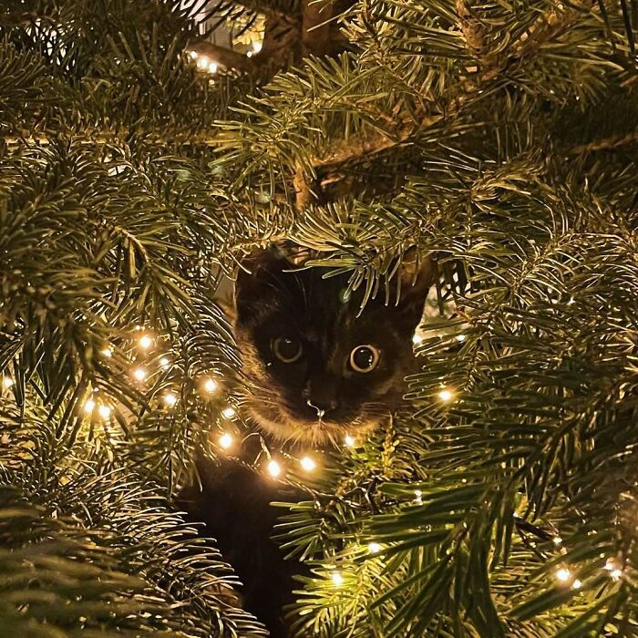 A cute cat peeks through a Christmas tree adorned with twinkling lights.