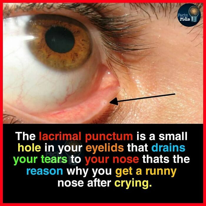 Close-up of an eye showing the lacrimal punctum, explaining an interesting fact about tears and runny noses.