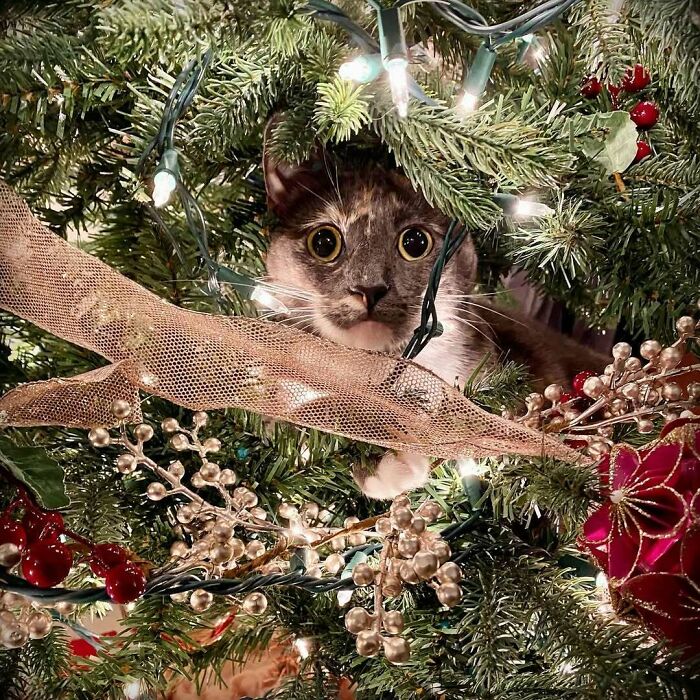 Cute cat peeking through a decorated Christmas tree, surrounded by lights and ornaments.