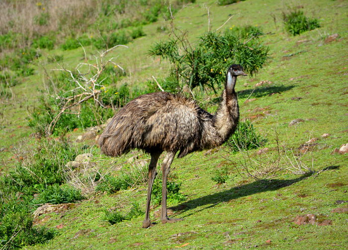 An emu stands on green grass, illustrating a historical moment's subtle influence.