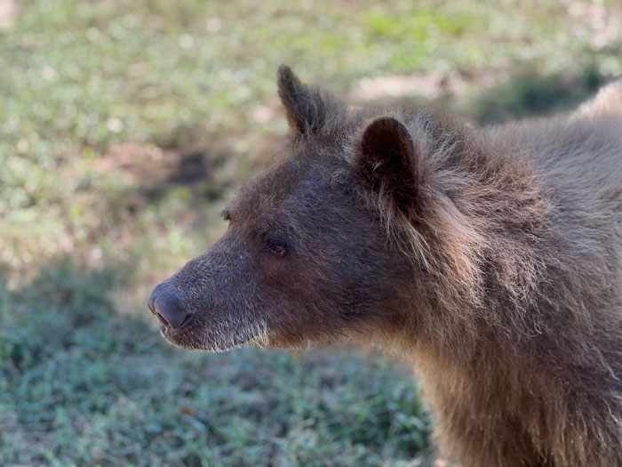 Eve The “Bare Bear” Makes Stunning Transformation Seven Years After Being Found In Dumpster