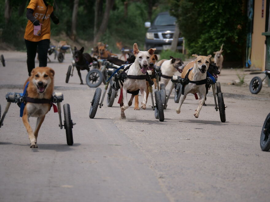 From Thailand To The U.S.: A Thanksgiving Surprise Honoring 100 Readers Who Helped Save Street Dogs