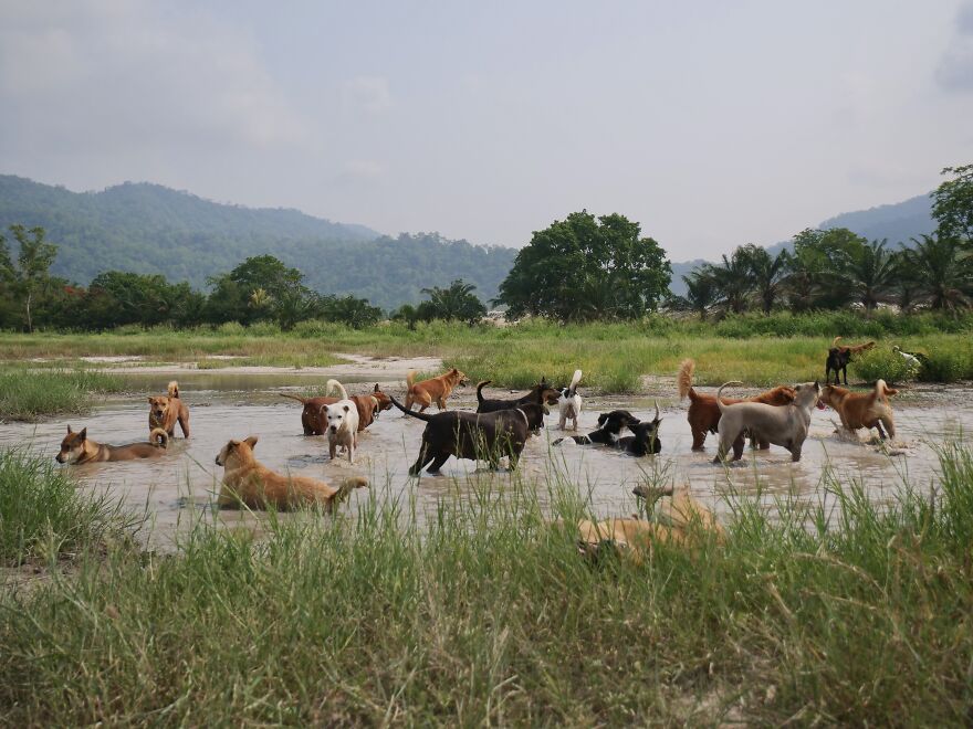 From Thailand To The U.S.: A Thanksgiving Surprise Honoring 100 Readers Who Helped Save Street Dogs