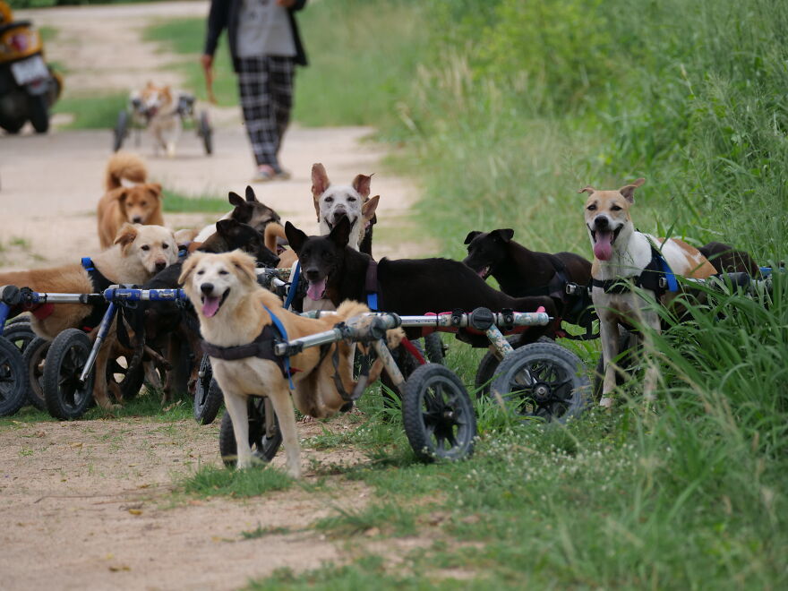 From Thailand To The U.S.: A Thanksgiving Surprise Honoring 100 Readers Who Helped Save Street Dogs