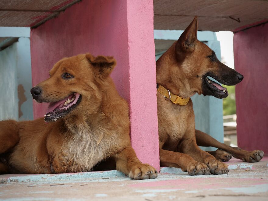 From Thailand To The U.S.: A Thanksgiving Surprise Honoring 100 Readers Who Helped Save Street Dogs