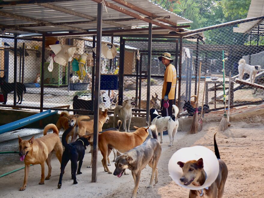 From Thailand To The U.S.: A Thanksgiving Surprise Honoring 100 Readers Who Helped Save Street Dogs