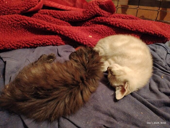 Fluff And Stripe Love Playing With Each Other