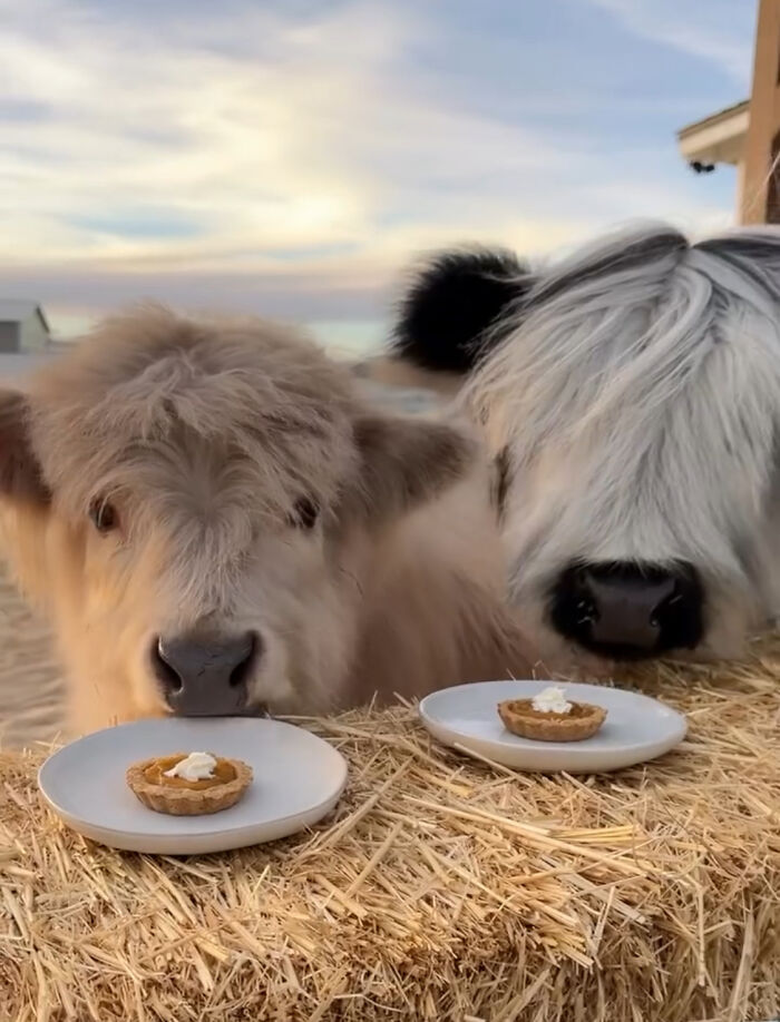 Cute baby calves enjoying pumpkin pie on a hay bale.