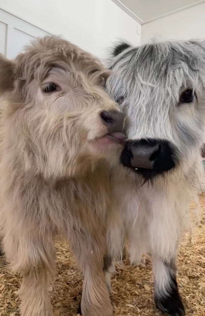 Two cute baby calves, Millie and Milo, snuggling close together indoors.