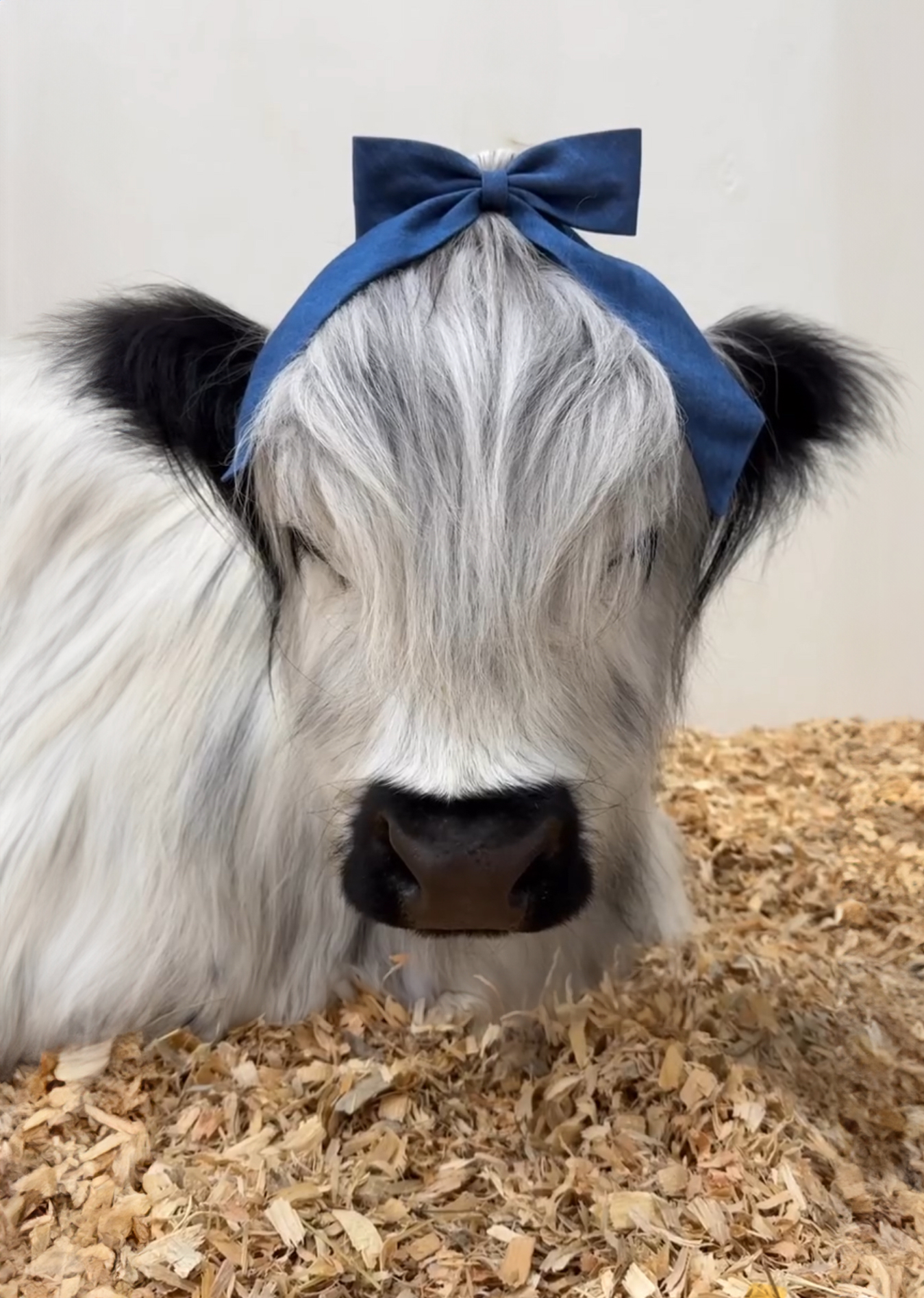 Adorable baby calf with a blue bow, nestled in straw bedding.