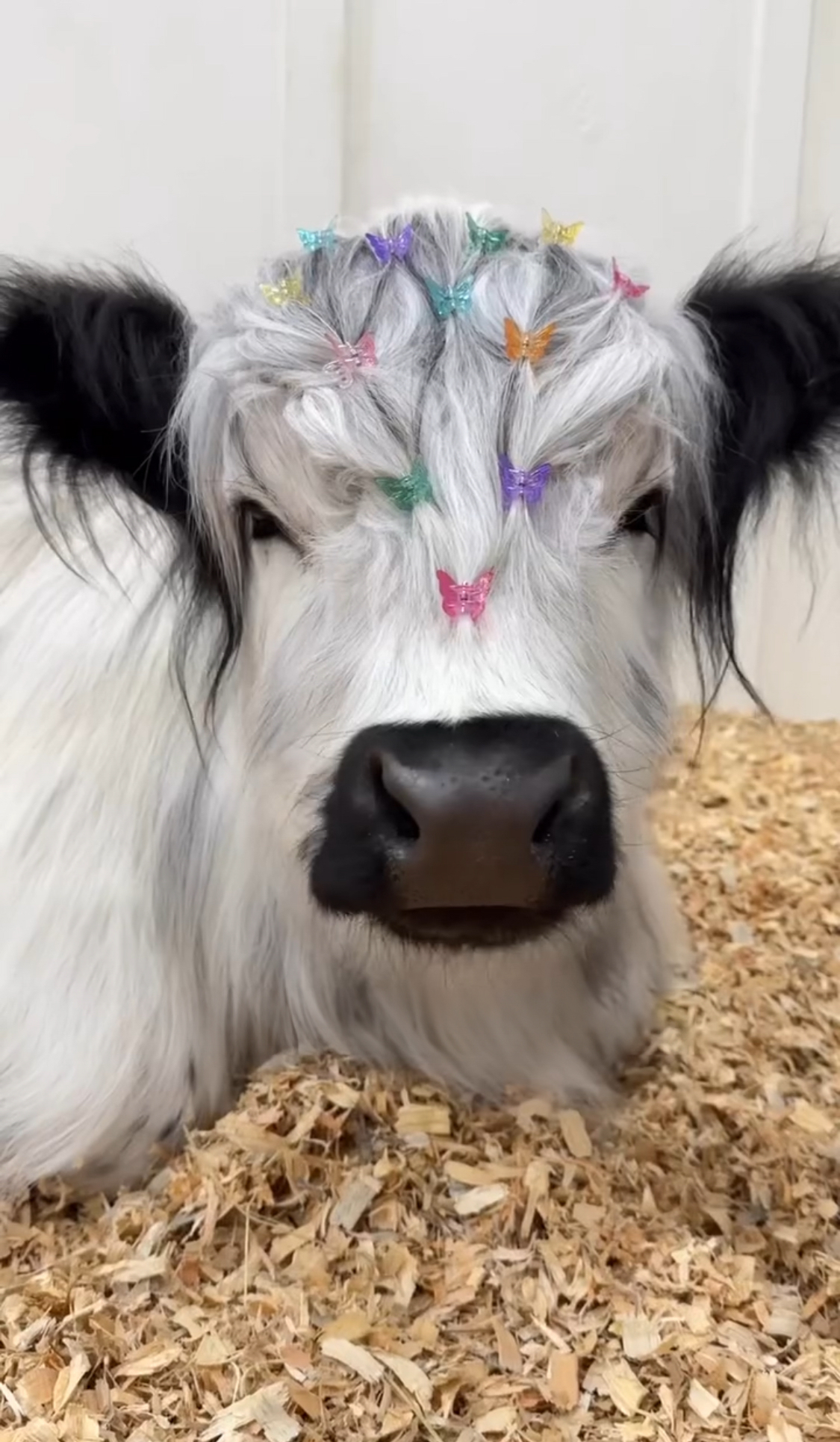 Cute baby calf with colorful butterfly clips in its hair, lying on straw.