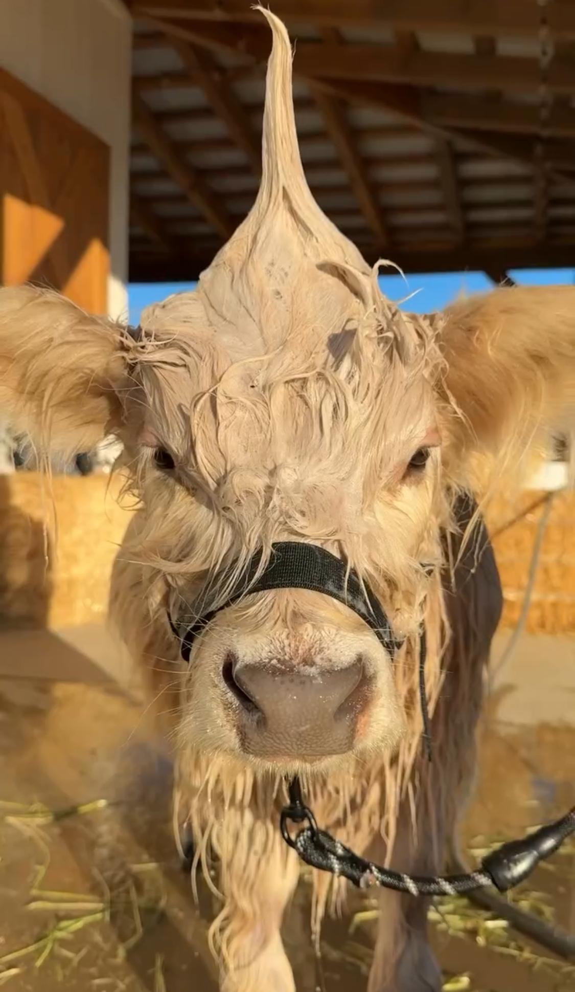 Wet baby calf with a tuft of hair, wearing a halter, standing in sunlight.