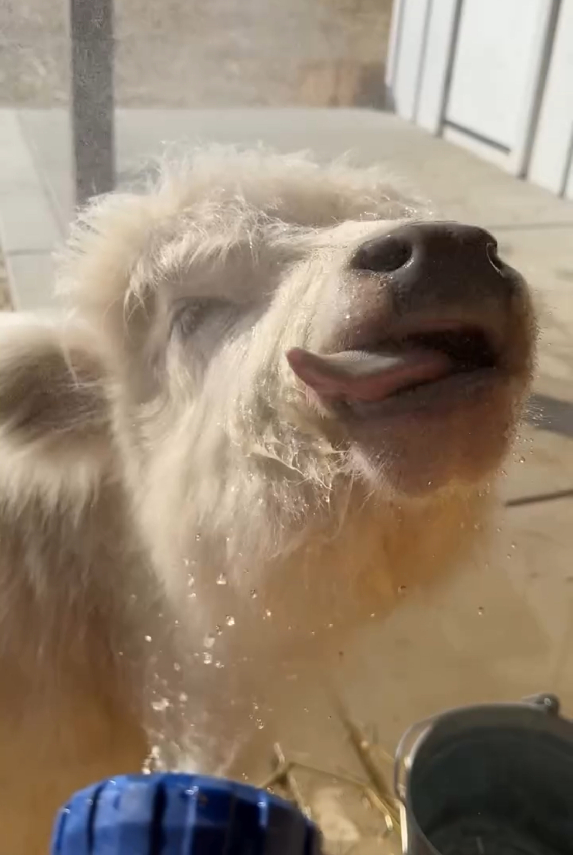 A cute baby calf licking a window, water droplets visible, enjoying playtime.