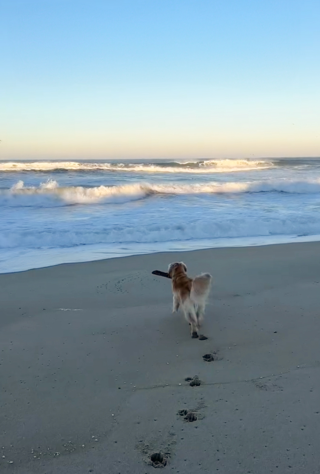 Dog with a stick walking along the beach, part of the viral stick library idea for dogs.