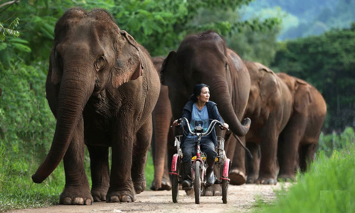 Rescued elephant walks free with caregiver on a path through lush greenery.