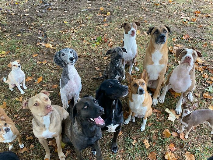 Twelve rescued dogs sitting on grass, showcasing diverse breeds and colors, symbolizing life-changing animal rescues.