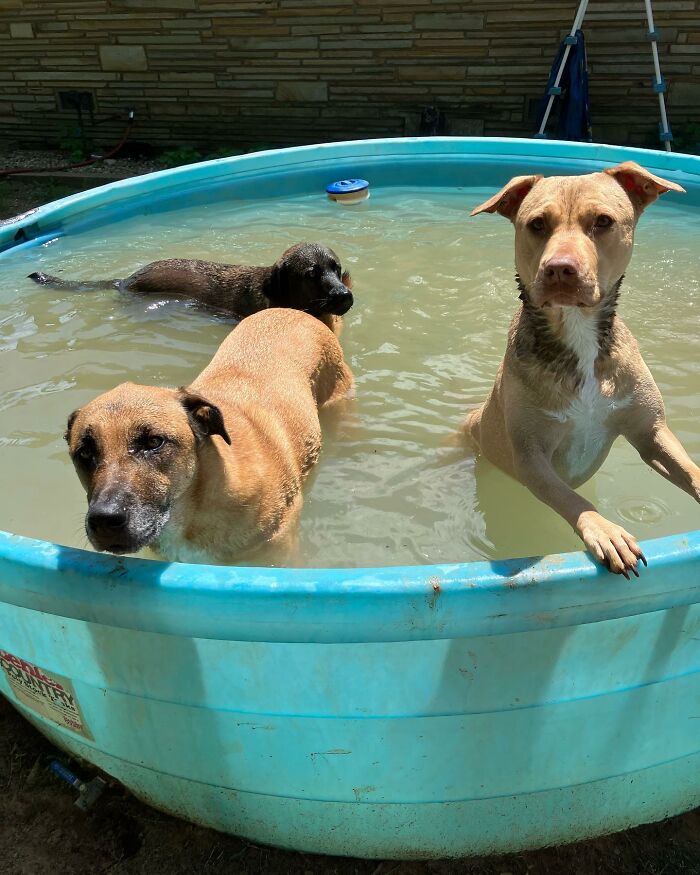 Three rescued dogs playing in a kiddie pool, enjoying a sunny day outside.