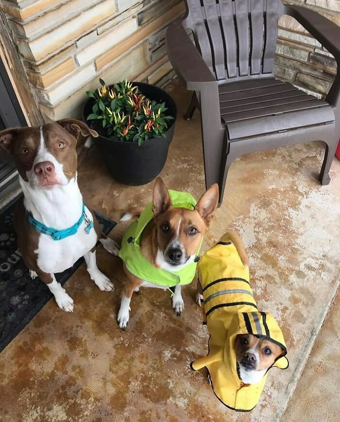 Three rescued dogs in colorful raincoats sitting on a porch next to a chair.