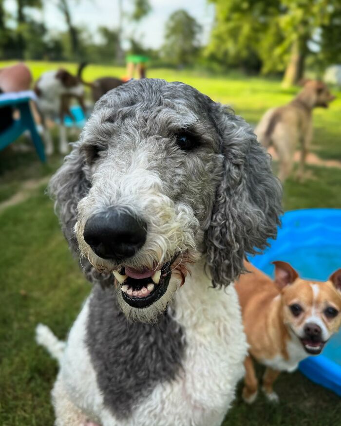 A happy rescue dog with fluffy gray and white fur playing outside, with another dog in the background.