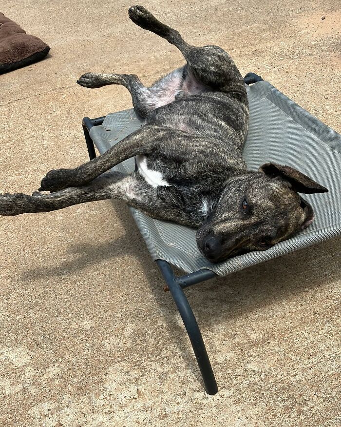 Dog lounging on a raised bed.