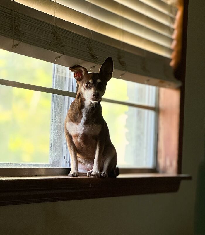 Rescued dog sitting on a windowsill, bathed in soft sunlight.