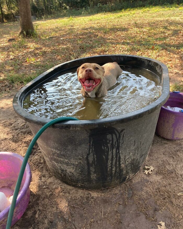 Happy dog in a water tub.