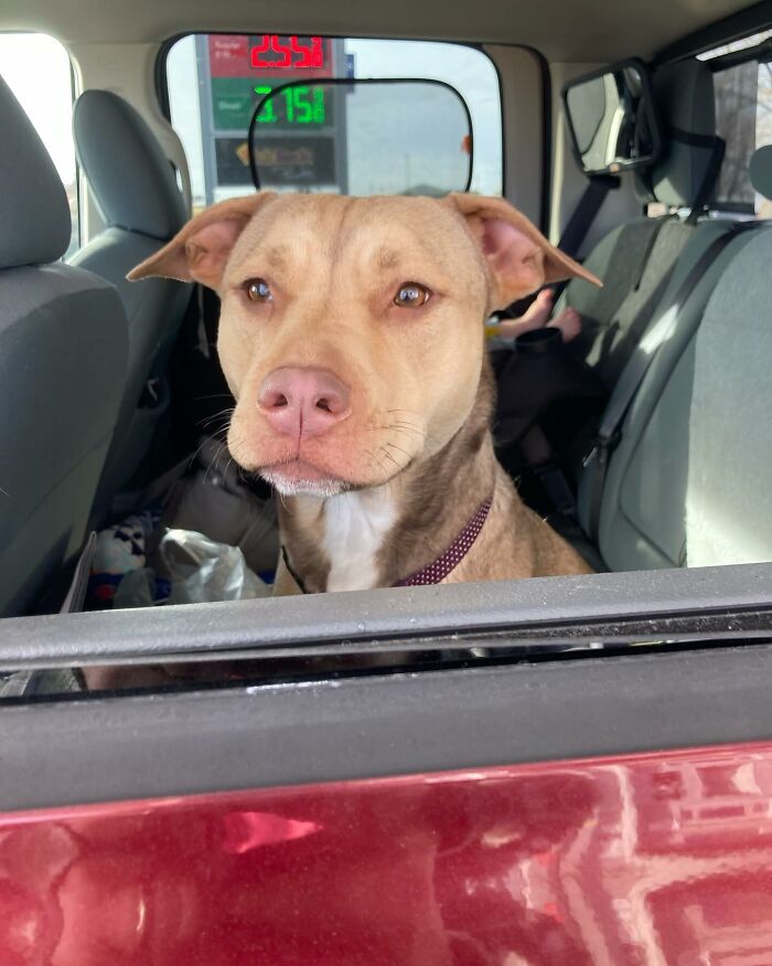 Rescue dog sitting in the backseat of a car, looking out the window with a calm expression.