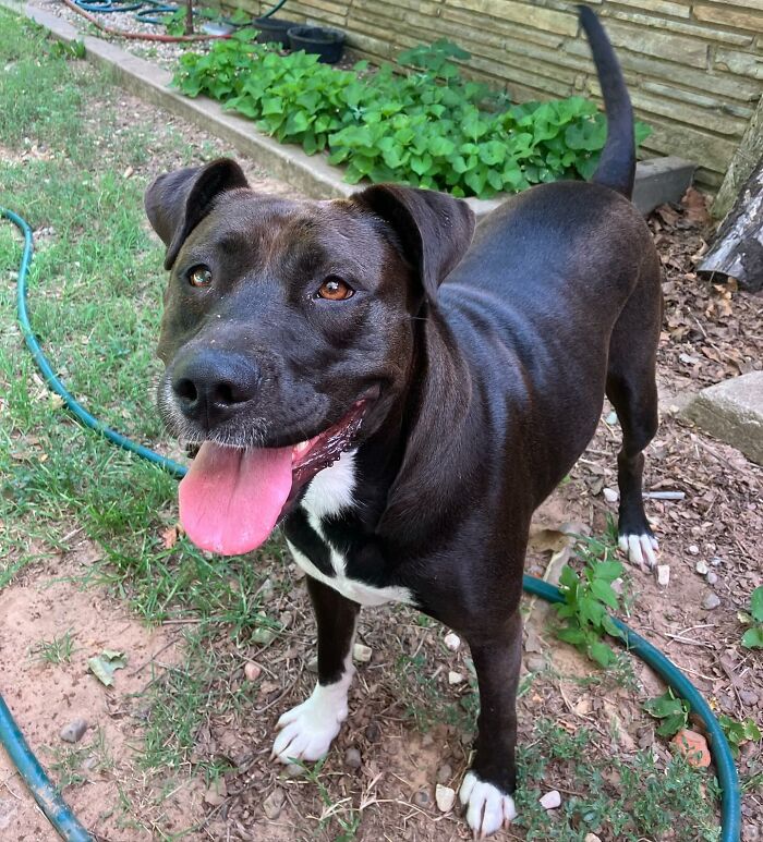 A happy black and white rescue dog with tongue out, standing on grass.