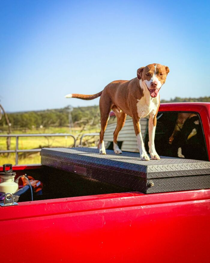 A rescued dog stands on a red truck.