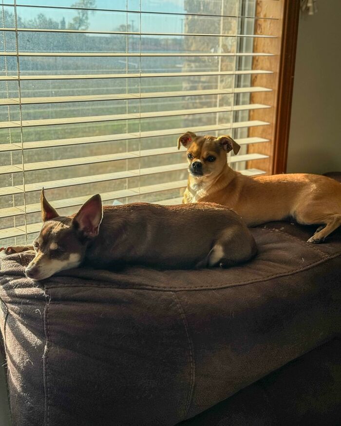 Two rescued dogs resting on a cozy couch by a sunny window, showcasing the couple's life-changing rescue efforts.