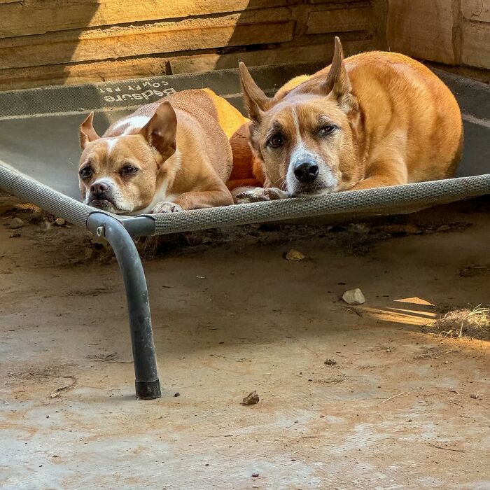 Two rescued dogs resting on a raised bed.