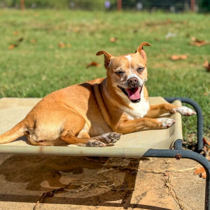 A rescued dog happily sunbathing on a raised pet bed in a green garden.