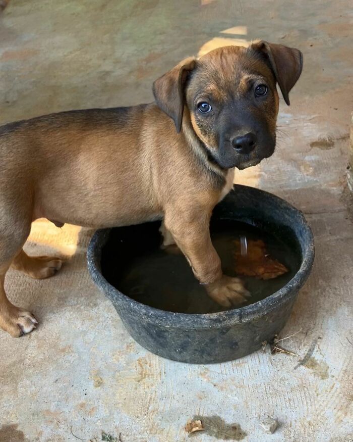 Rescued puppy standing in a water bowl, looking up with curious eyes.