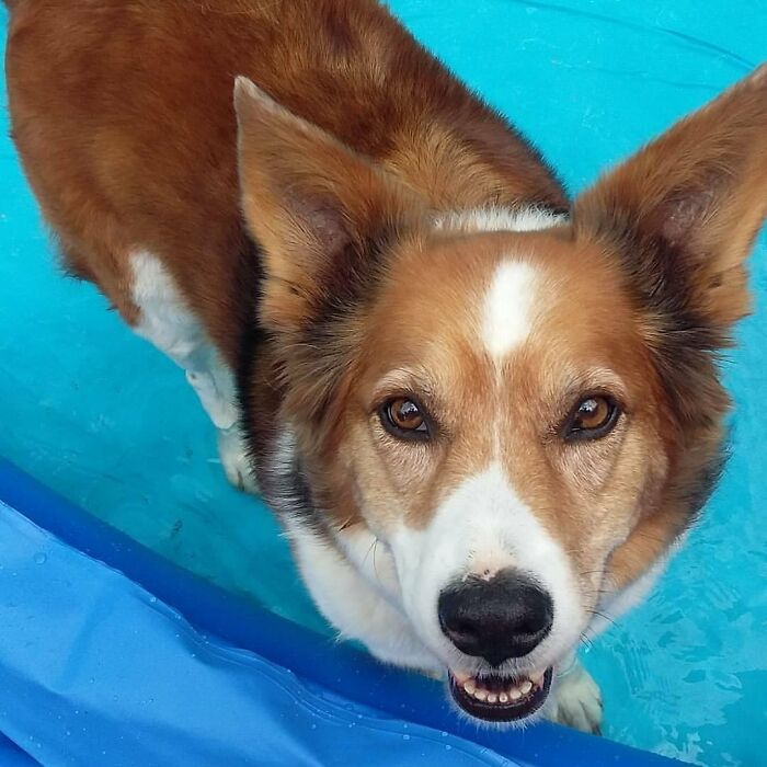 Rescued dog in a blue pool, showcasing the couple's ongoing rescue efforts.