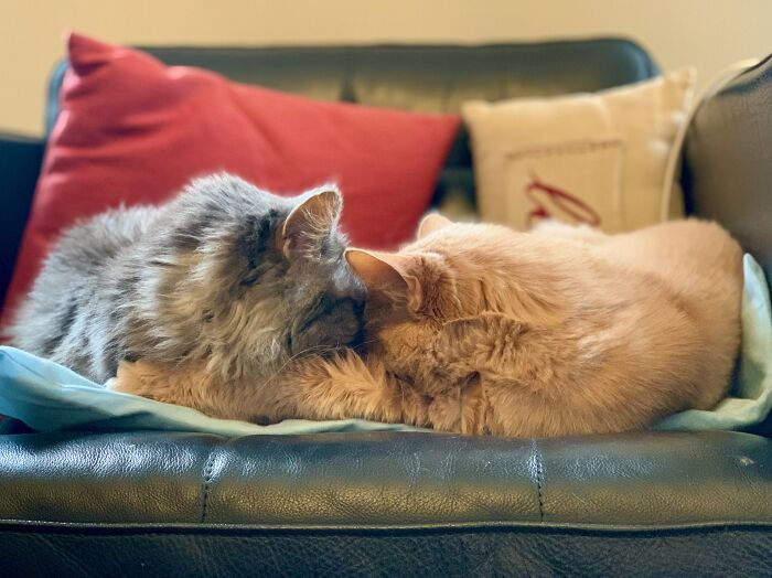 Elderly Maine Coon cats cuddling on a sofa with colorful pillows in the background.