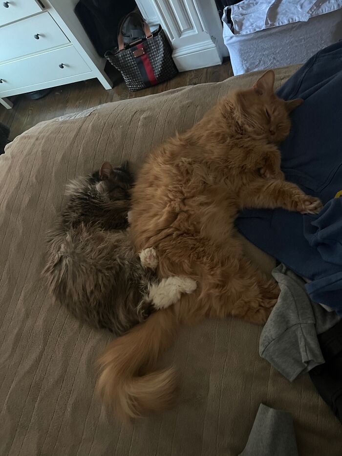 Elderly Maine Coon cat sleeping on a bed with another fluffy cat, both appearing content and cozy in a peaceful home setting.