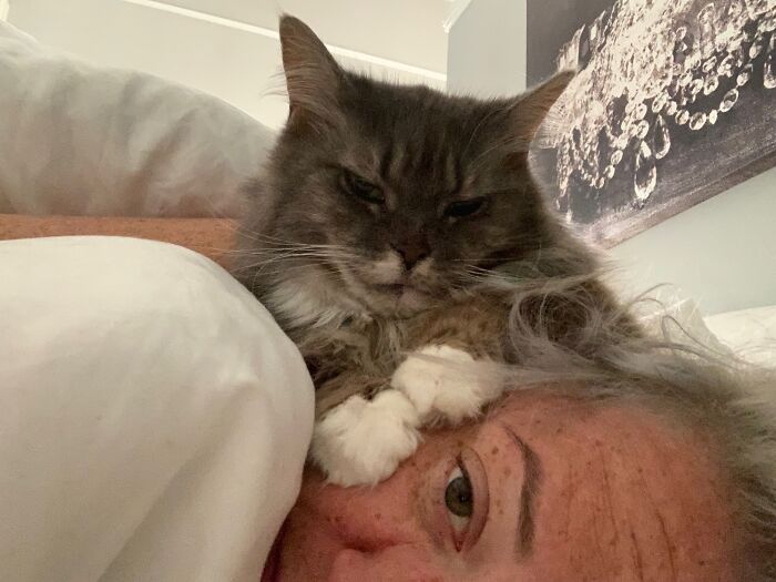 Elderly Maine Coon cat resting on person, showcasing a relaxed and cozy moment.