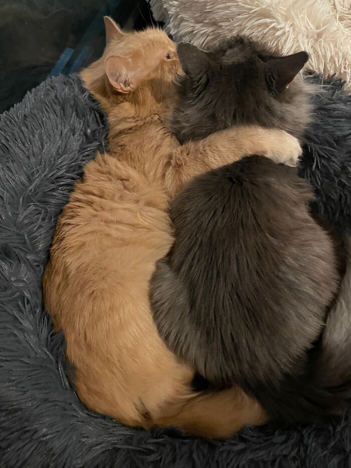 Two Maine Coon cats cuddling together on a soft rug, showcasing their fluffy fur and companionship.