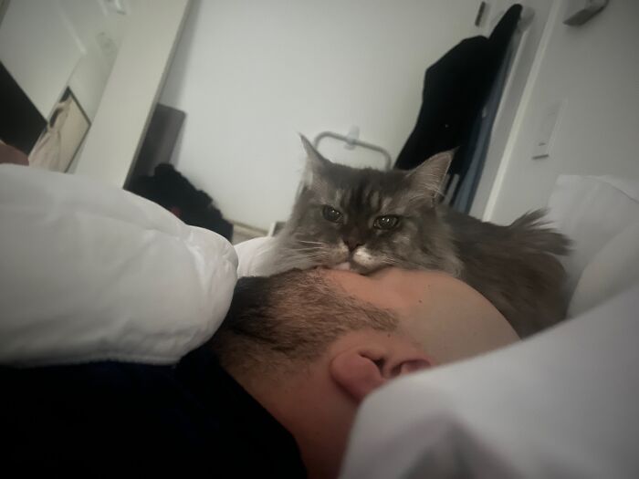 Elderly Maine Coon cat lying on a bed, resting its head on a sleeping person's neck.