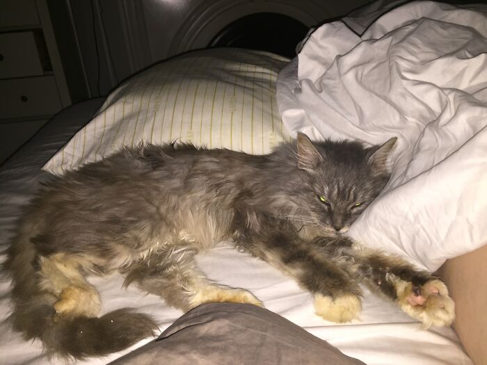 Elderly Maine Coon cat resting on a bed, looking relaxed and comfortable.